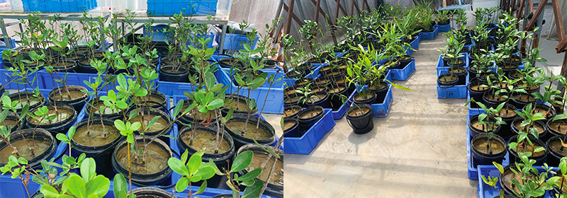 低矮型紅樹植物繁育與淺灘植被修復技術